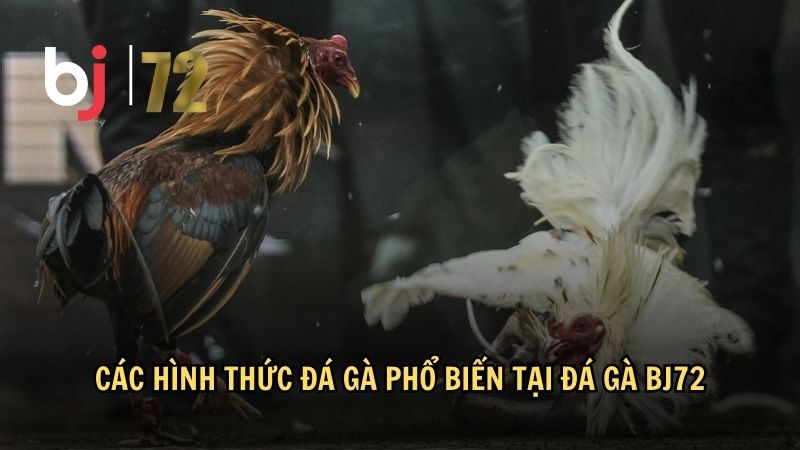 Các hình thức đá gà phổ biến nhất hiện nay tại đá gà BJ72