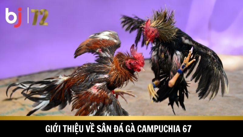 Tổng quát về sân chơi đá gà Campuchia 67