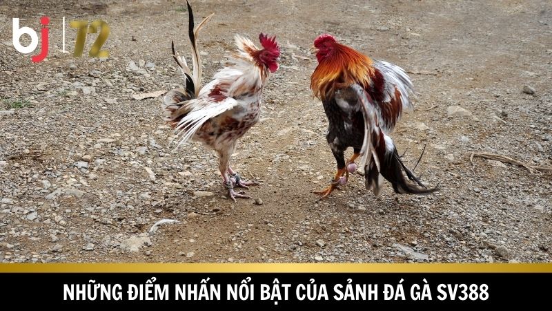 Đá gà SV388 cùng nhiều ưu điểm nổi trội 