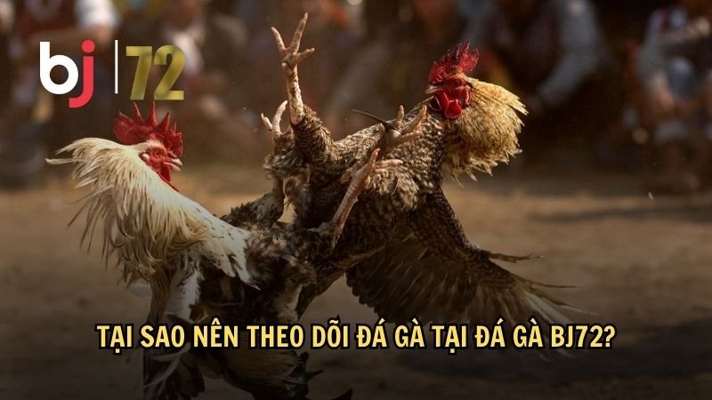 Tại sao nên theo dõi đá gà tại đá gà BJ72?