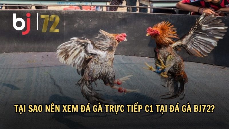 Tại sao nên xem đá gà trực tiếp C1 tại đá gà BJ72?